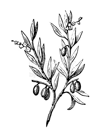 367x468 Olive Tree Branch Drawing