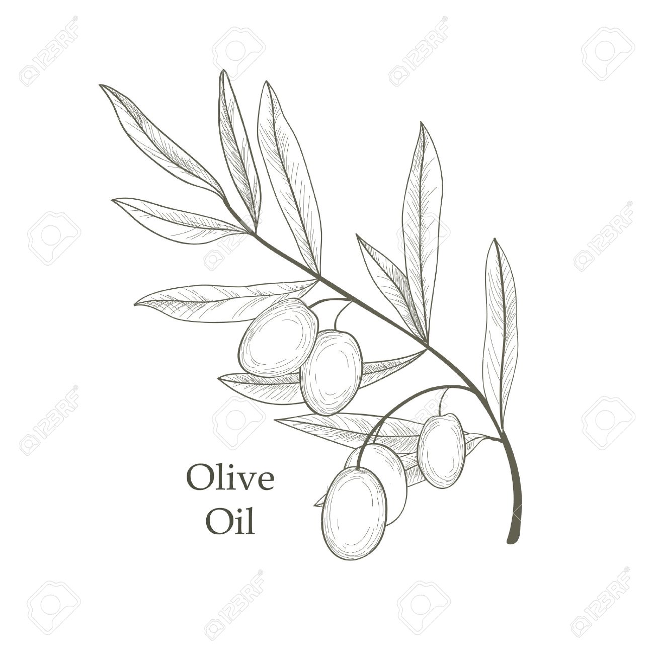 1300x1300 Olive Tree Branch With Olives Isolated Sketch Over White