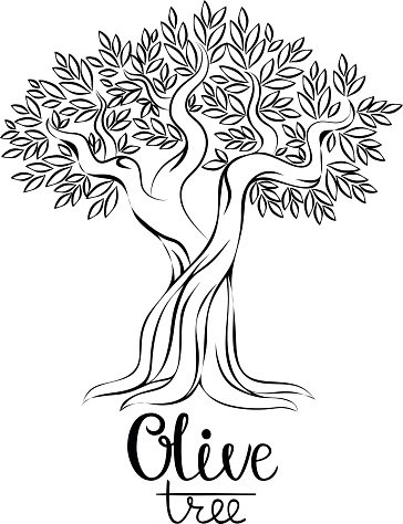 364x474 Olive Tree Vector Stock Vectors
