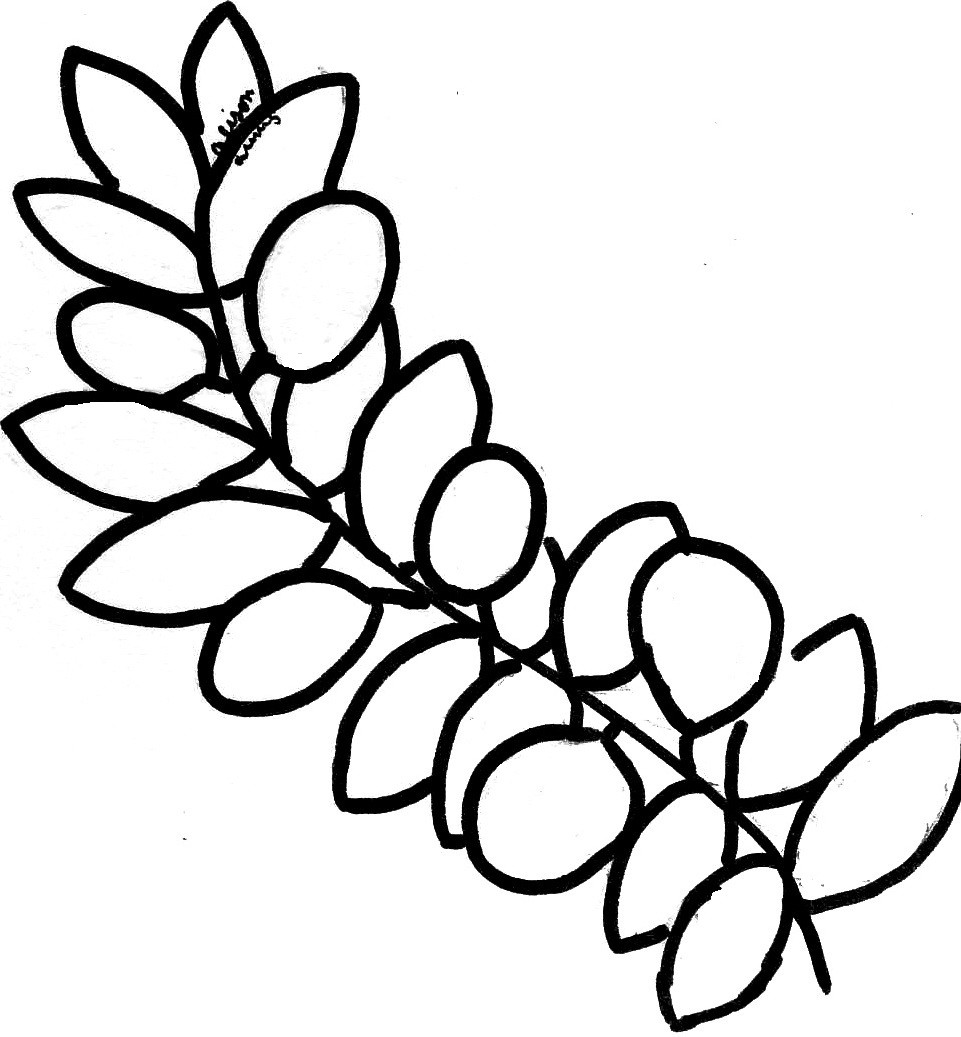 961x1037 Coloring Pages Olive Tree Copy Olive Coloring Pages