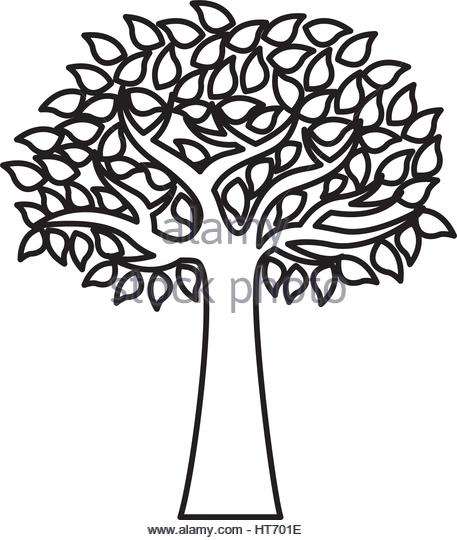 457x540 Olive Tree Stock Vector Images