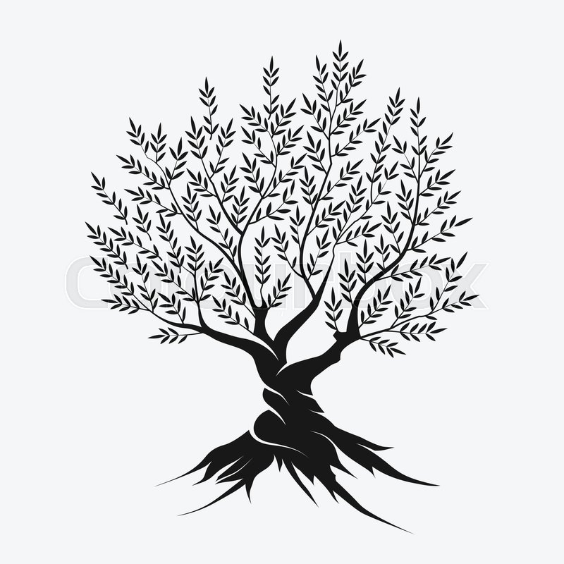 800x800 Olive Tree Silhouette Icon Isolated On Gray Background. Stock