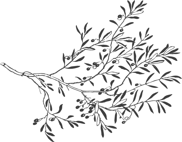 600x469 Grey Olive Branch Clip Art