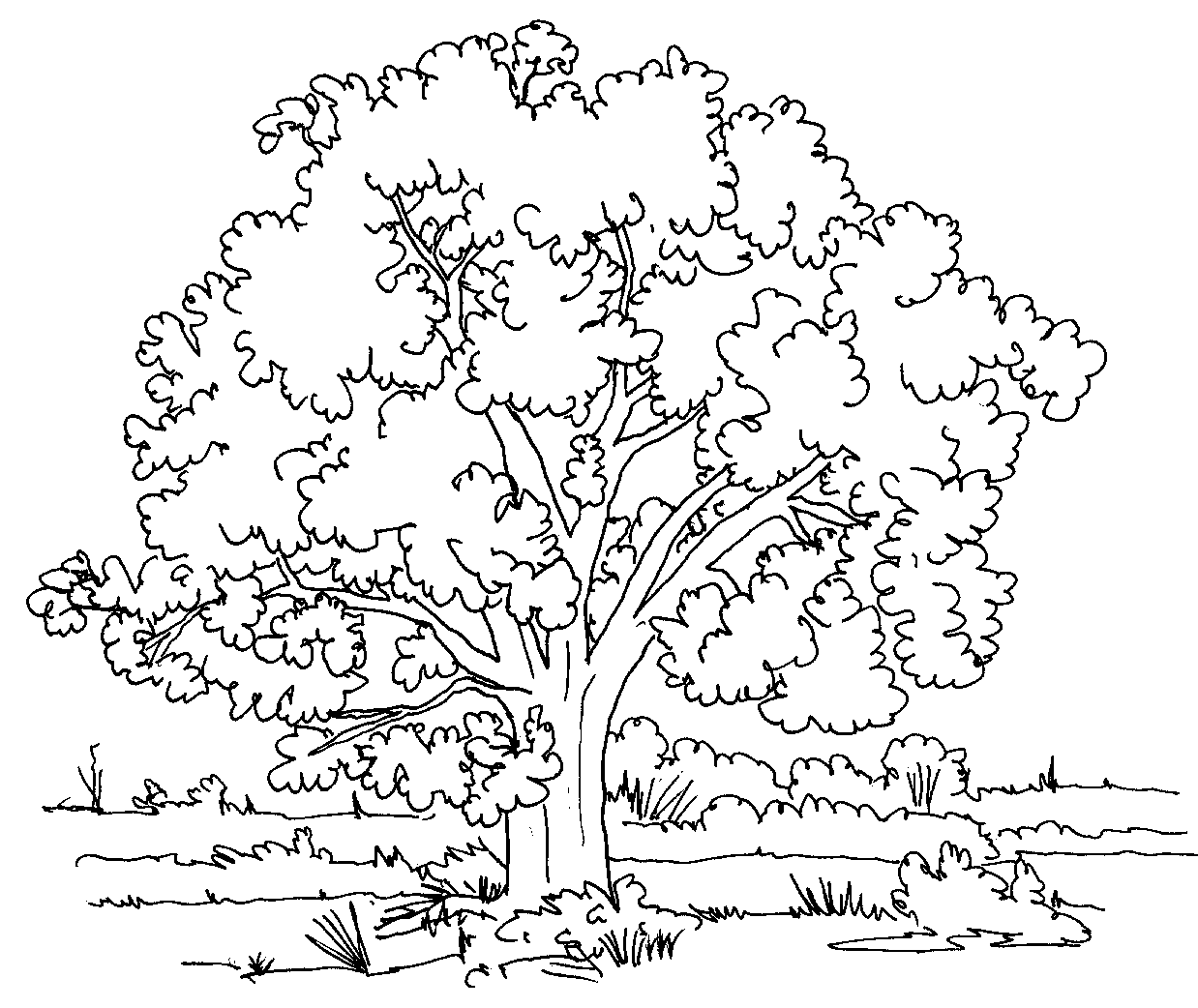 1238x1042 Olive Tree Coloring Page Printable Coloring Pages Christmas Tree