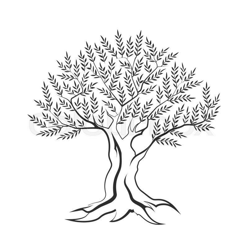 800x800 Olive Tree Outline Silhouette Icon Isolated On White Background