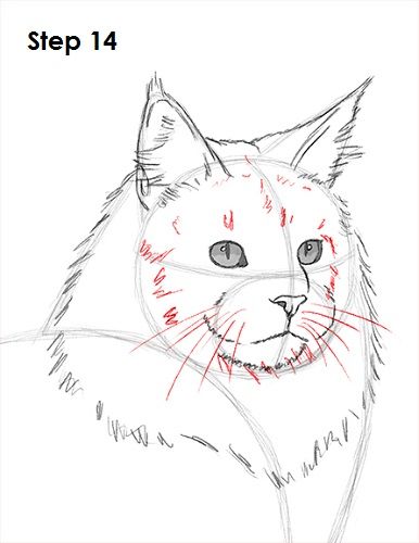 386x500 How To Draw A Maine Coon Cat And Like Omg! Get Some Yourself Some