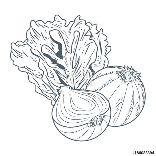 500x500 Lettuce And Onion Hand Draw Icon Vector Illustration Graphic