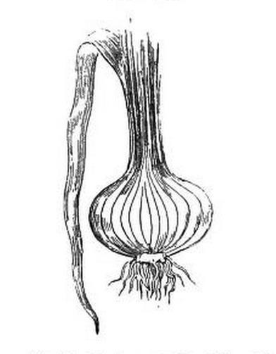 392x503 Mic Uk How Many Onion Skins Are There