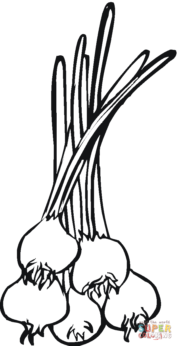 619x1200 Onion 8 Coloring Page Free Printable Coloring Pages