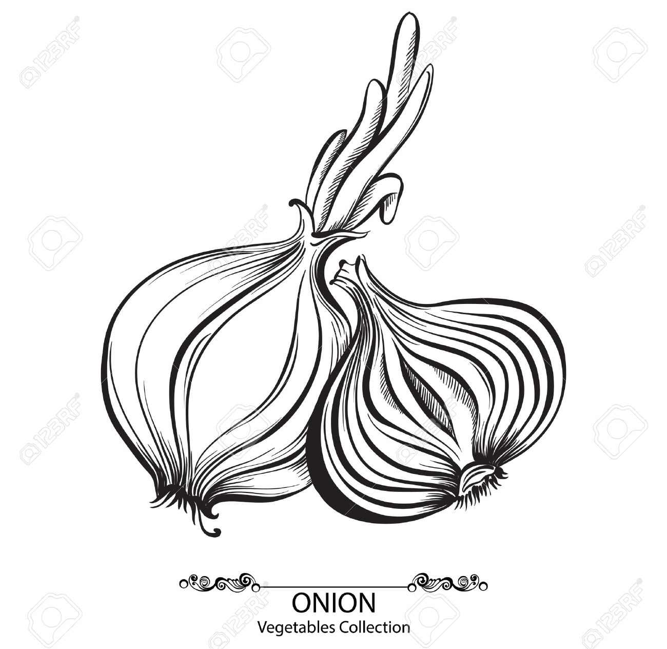 1300x1264 Onion Whole And Sliced. Vector Hand Drawn Vegetables Isolated