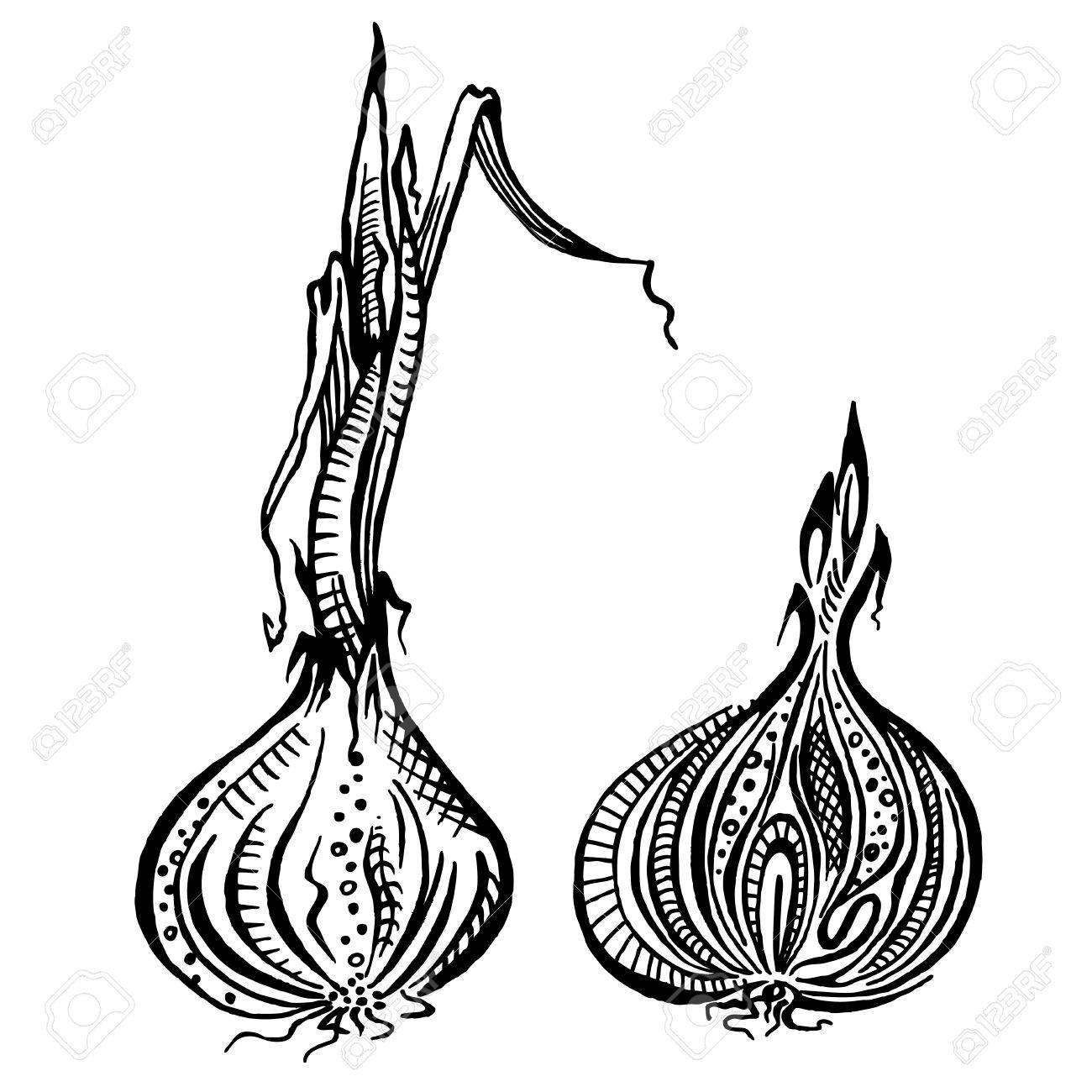 1300x1300 Onion. Is Cut. Black And White Drawing. Clip Art Libres De Droits