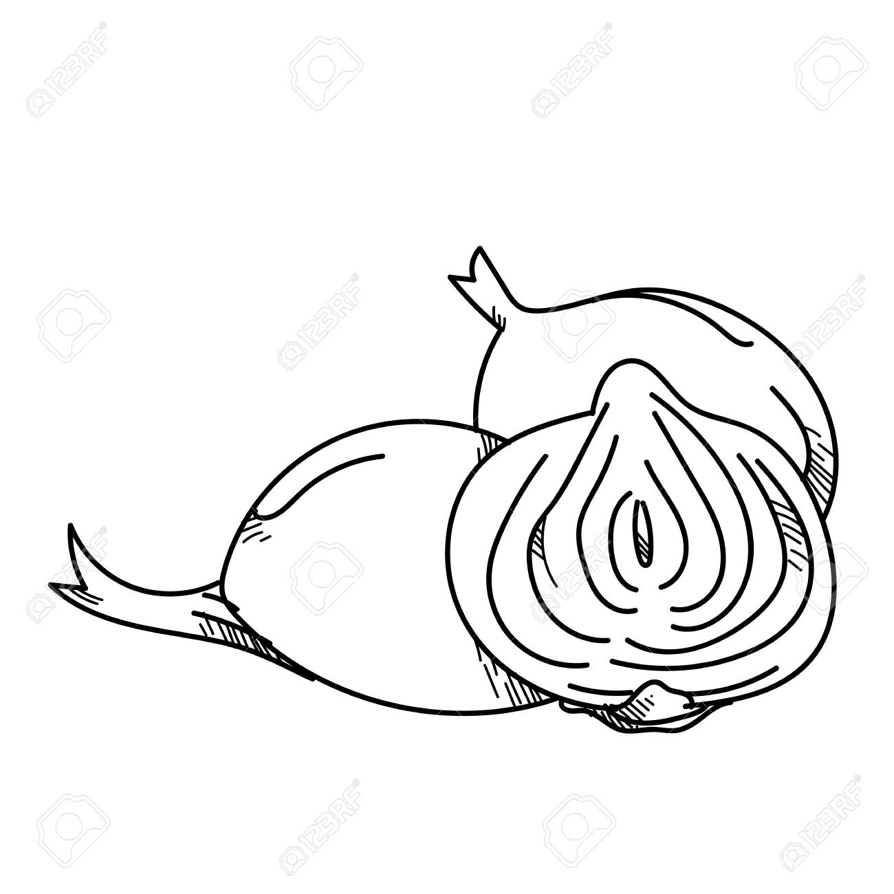 1300x1300 Freehand Drawing Illustration Vegetable Onion. Stock Photo