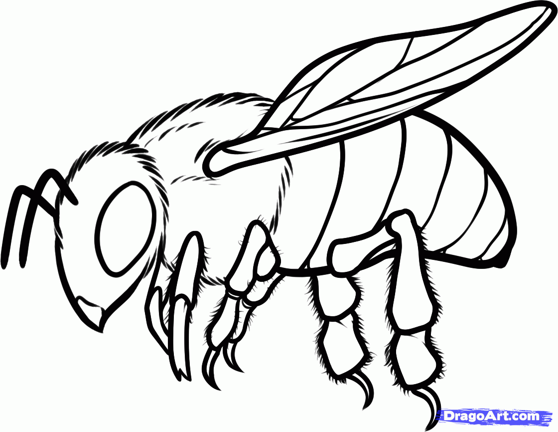 1120x866 How To Draw A Honey Bee, Step By Step, Bugs, Animals, Free Online