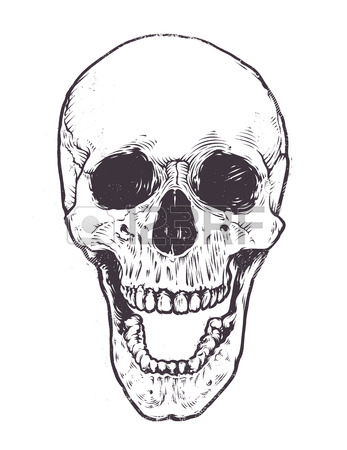 347x450 Anatomic Skull Vector Art. Detailed Hand Drawn Illustration