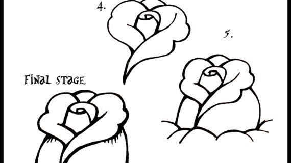 570x320 How Draw A Open Rose Step By For Beginners How