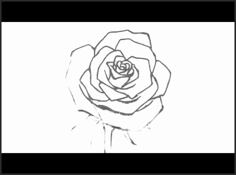 460x342 Open Rose Drawing Ifafi Lovely How To Draw An Open Rose