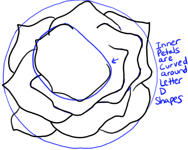 600x481 How To Draw Roses Opening In Full Bloom Step By Step Drawing