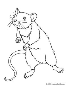 236x304 Opossum Animal Coloring Pages