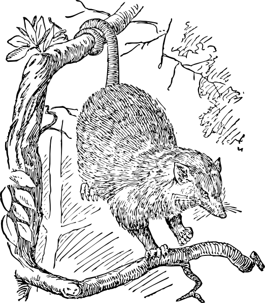 522x598 Opossum Clip Art