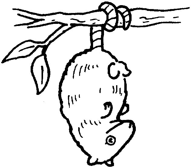 630x556 Opossum Coloring Page