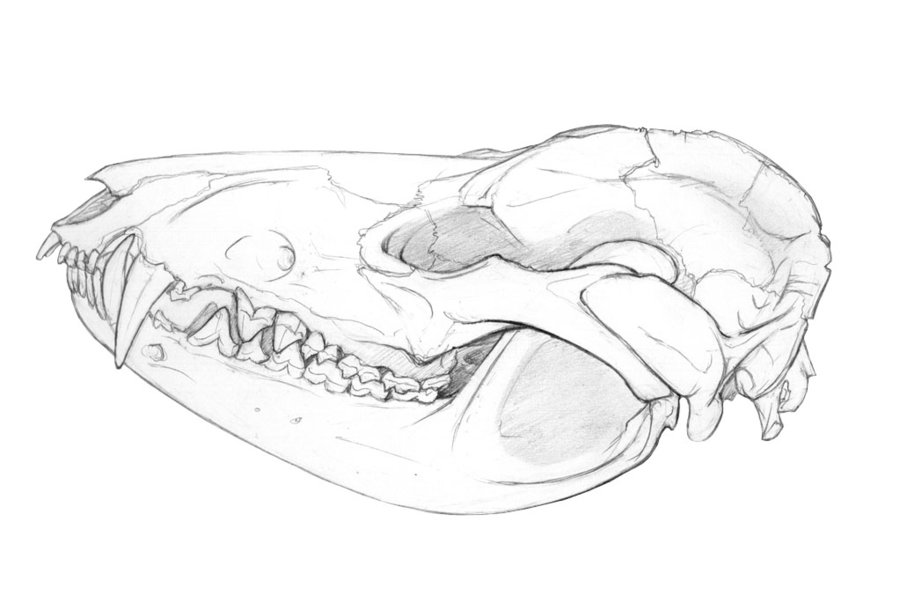 900x595 Opossum Skull By Kruggar