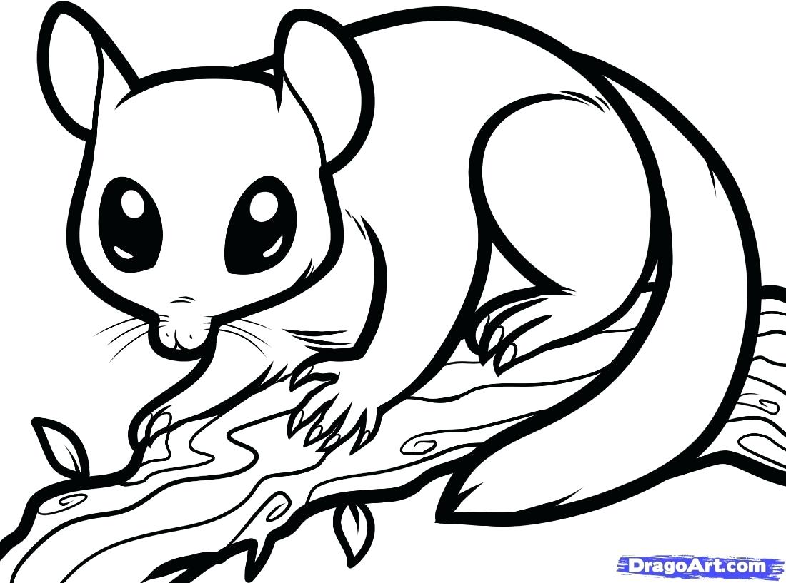 1100x817 Coloring Opossum Coloring Pages Possum Animal Sugar Glider How
