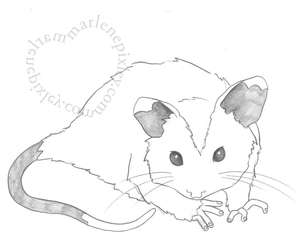 1000x805 Drawing Marlene Pixley