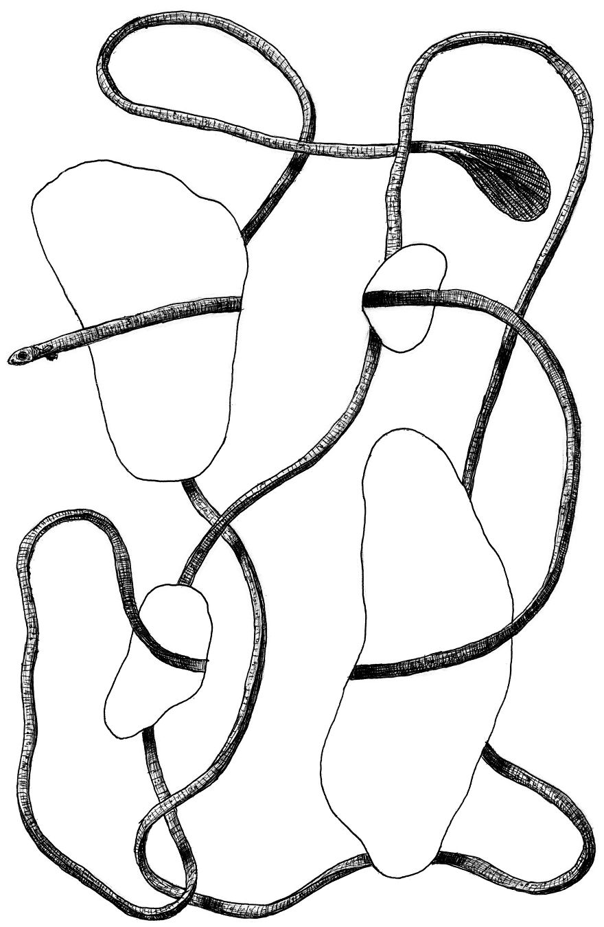 880x1350 I Draw Optical Illusions Featuring Different Animals Bored Panda