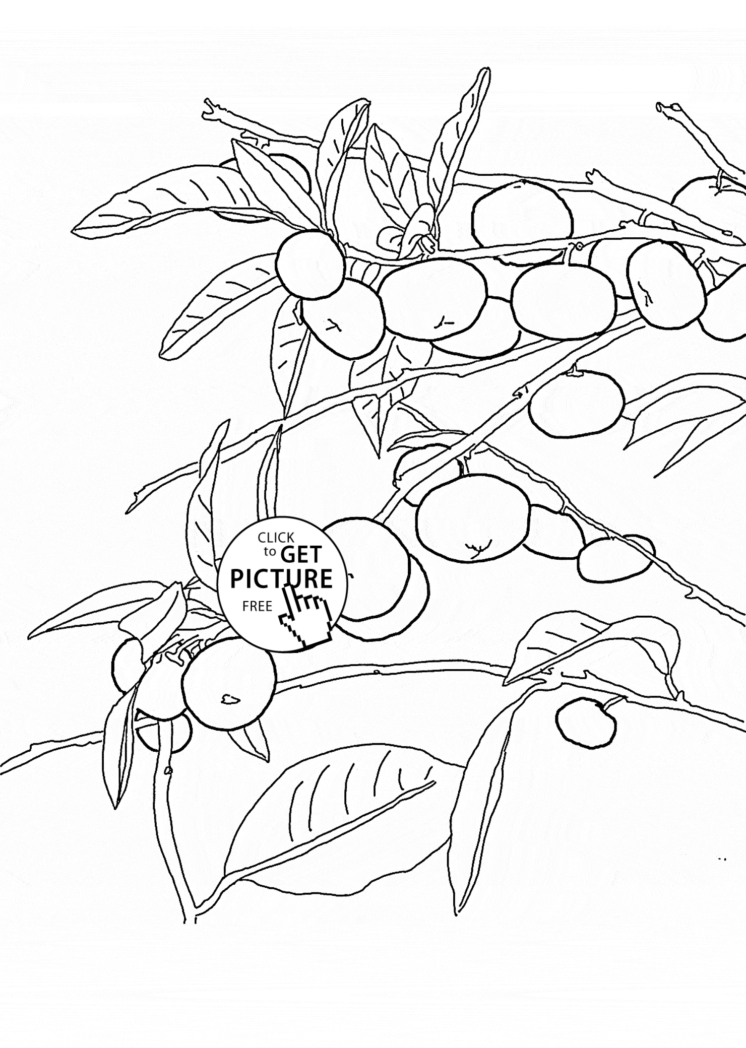 1480x2080 Mandarin Orange Tree Fruit Coloring Page For Kids, Fruits Coloring