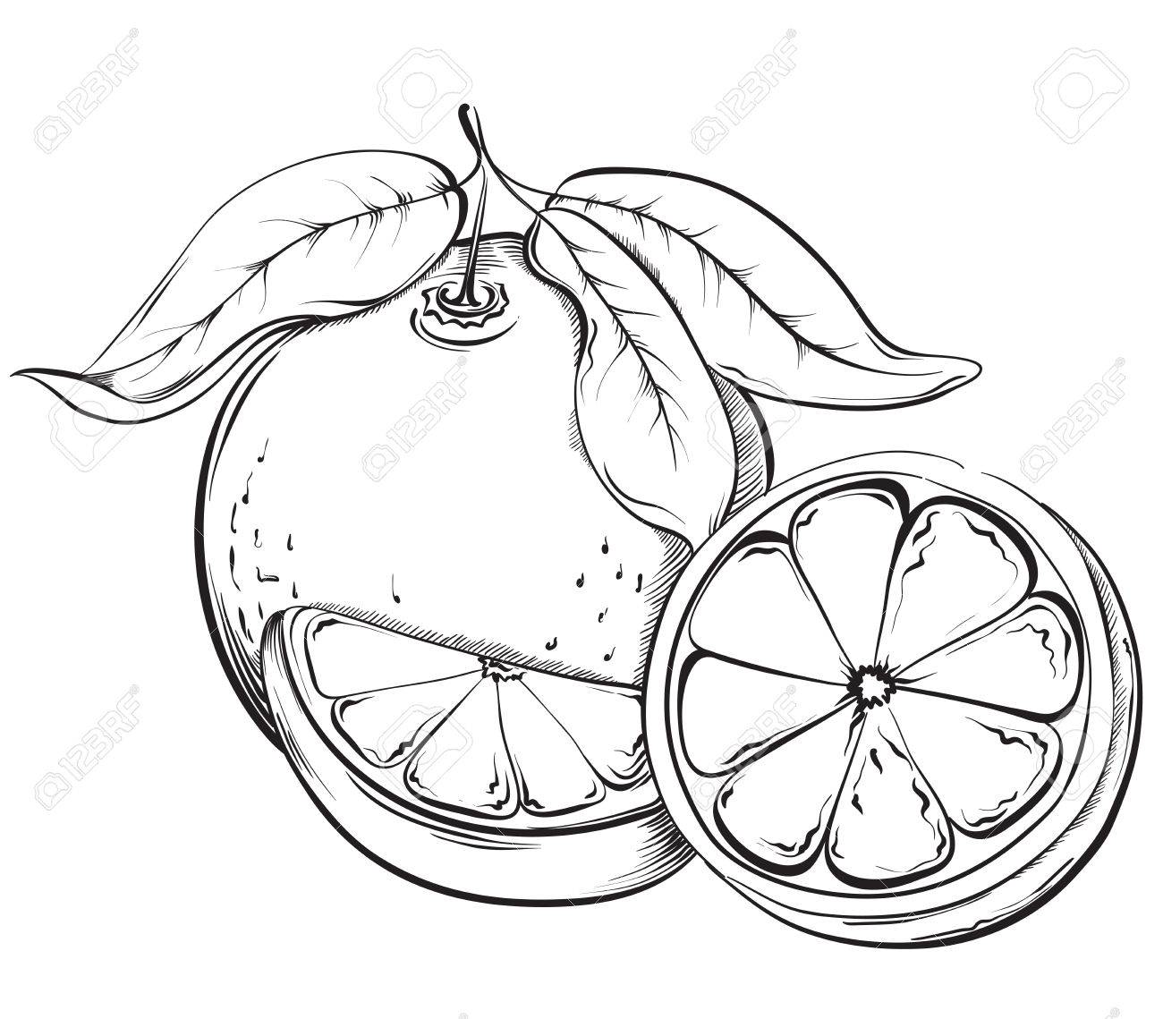 1300x1139 Orange. Hand Drawn Fruit. Sketch Vector Illustration Royalty Free