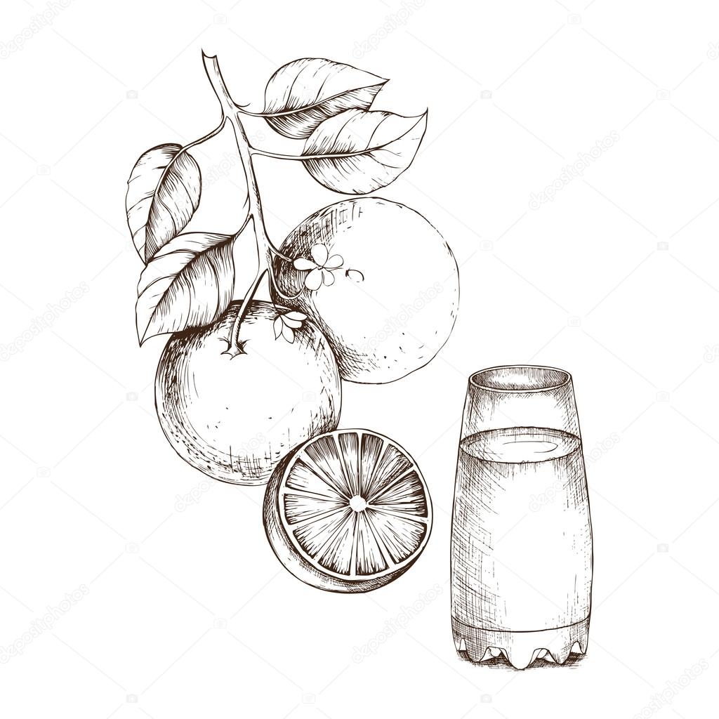 1024x1024 Hand Drawing Of Sketch Orange For Design Stock Vector