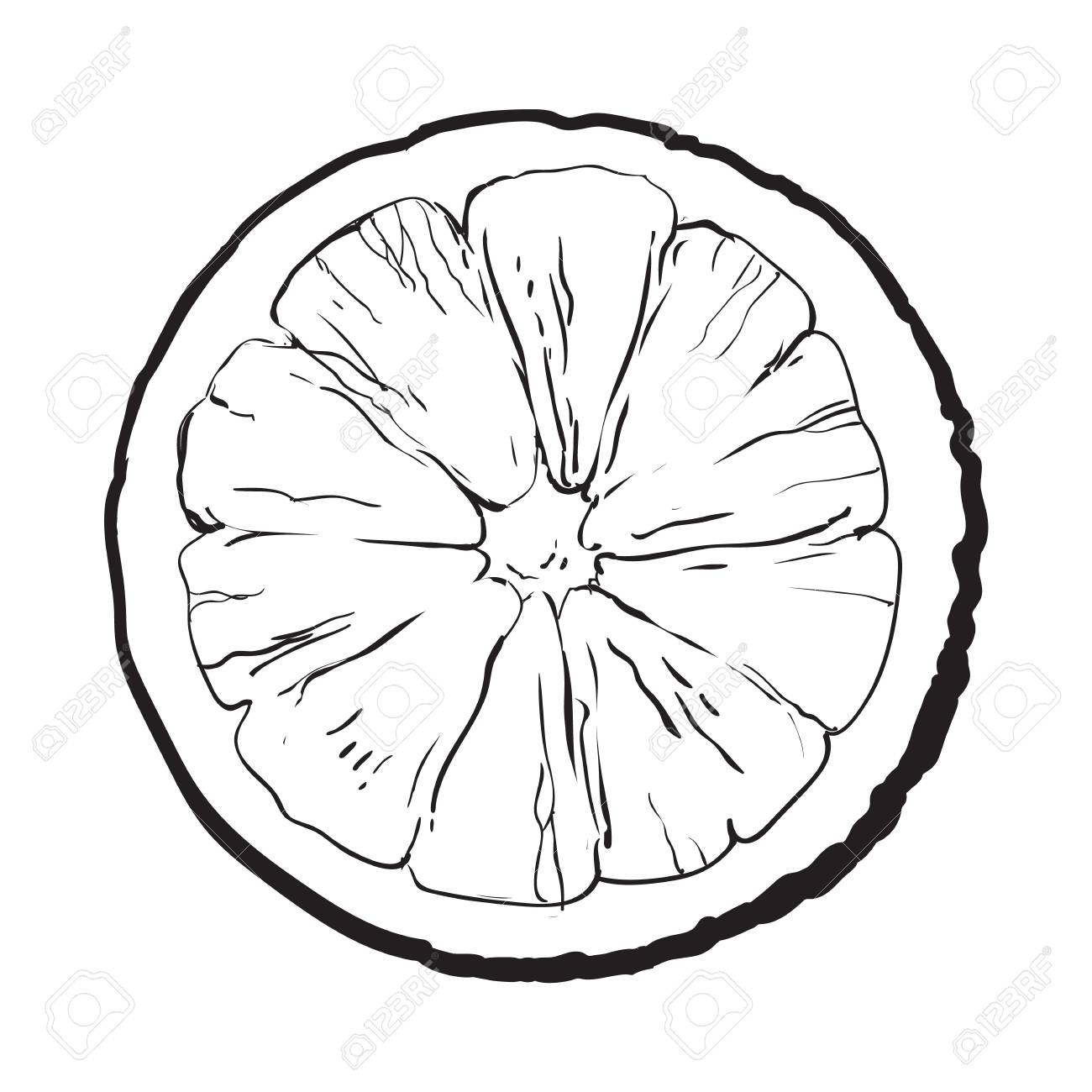 1300x1300 Orange Cut In Half, Top View, Sketch Style Vector Illustration