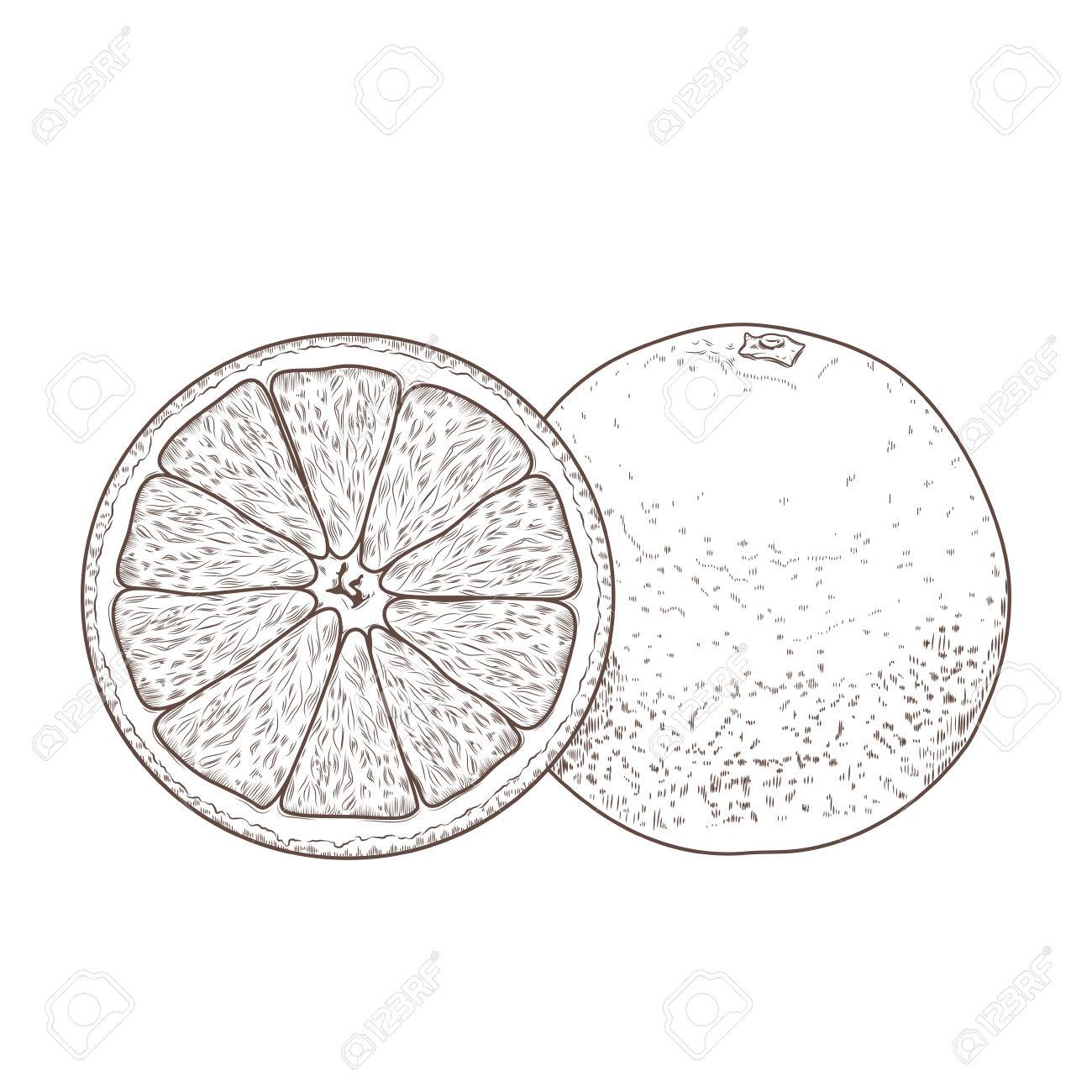 1300x1300 Sliced Orange Fruits Isolated On A White Background. Hand Drawn