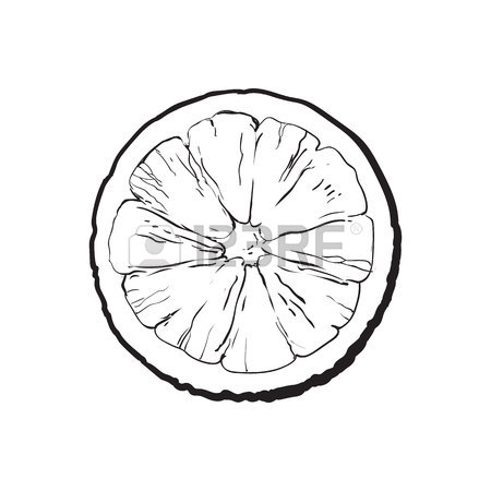 450x450 Top View Round Slice, Half Of Ripe Grapefruit, Red Orange, Sketch