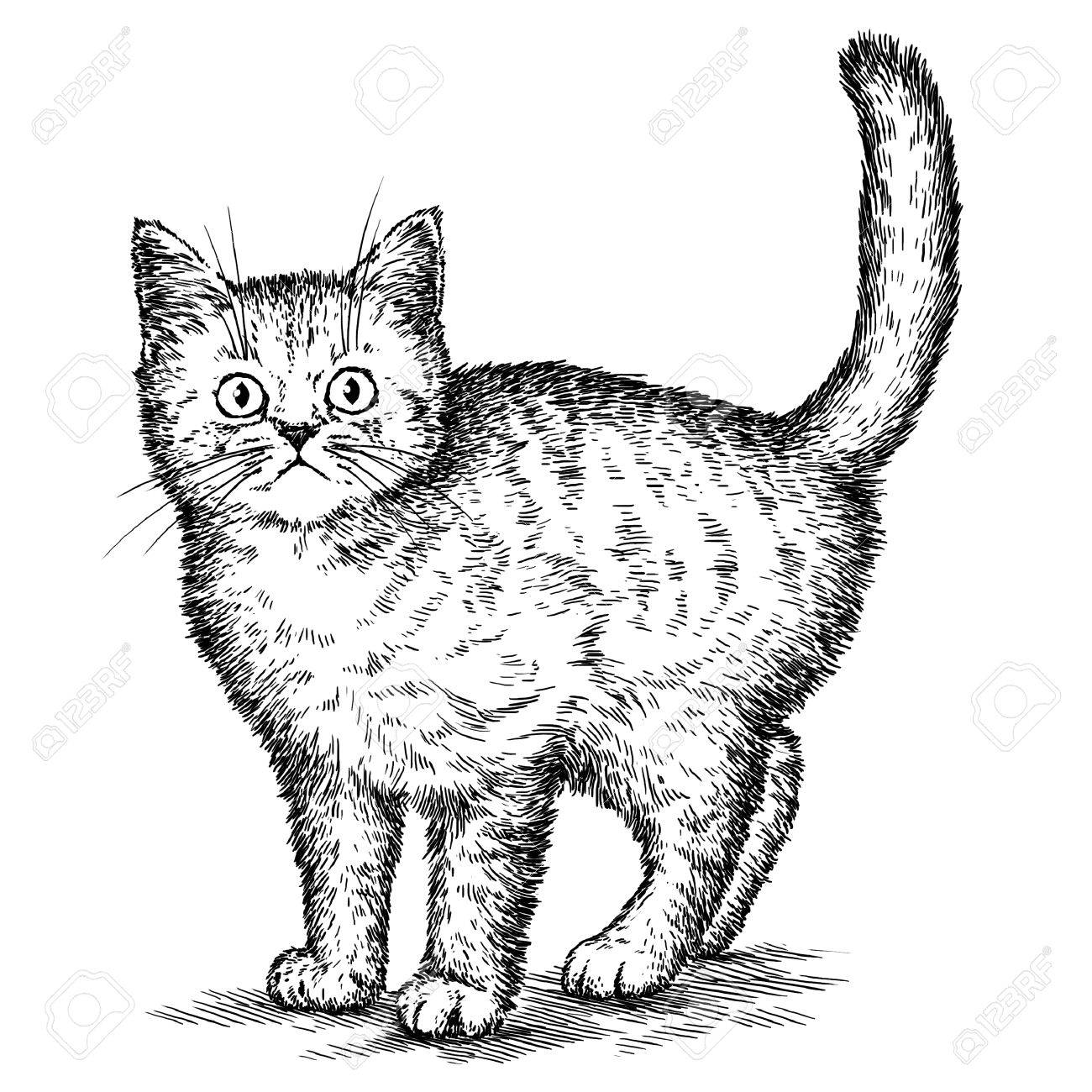 1300x1300 Engrave Isolated Kitten Illustration Sketch. Linear Art Stock