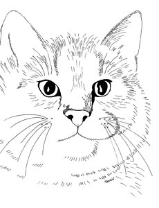 230x300 Tabby Cats Drawings