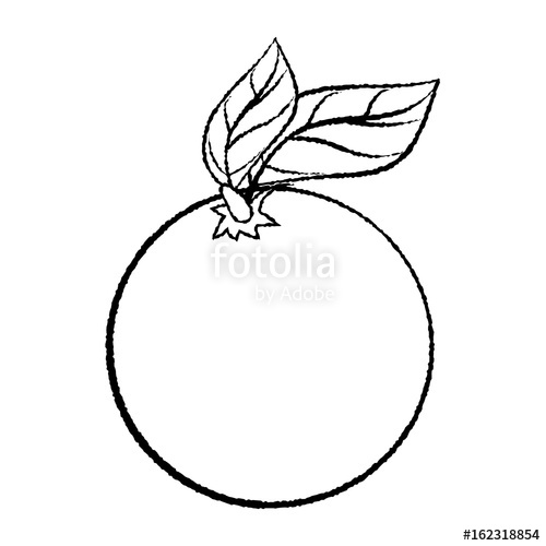500x500 Line Drawing Of Orange With Leave Simple Line Vector Stock Image