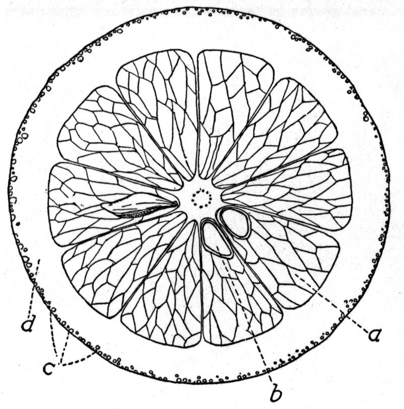 802x811 Orange Coloring Sheet