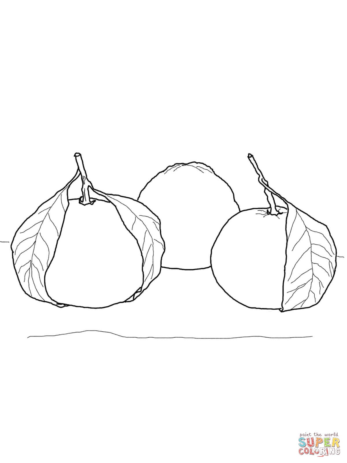 1200x1600 Orange Fruits Coloring Pages For Kids Elegant Oranges Coloring