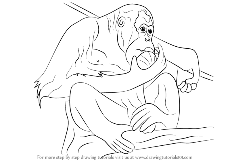 800x566 Learn How To Draw A Orangutan (Primates) Step By Step Drawing