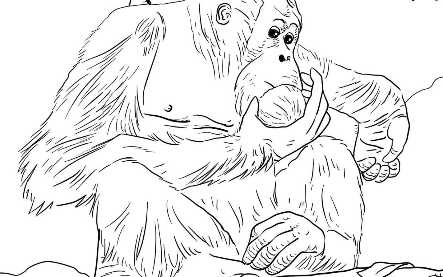 1440x900 Mammals Apes Baby Orangutan Coloring Page And Friends Printable