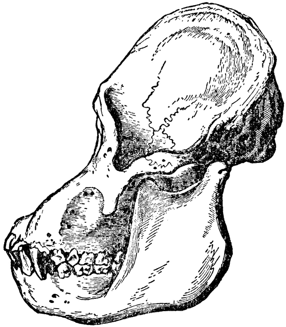 559x640 Adult Male Orangutan Skull Viewed From Side Clipart Etc