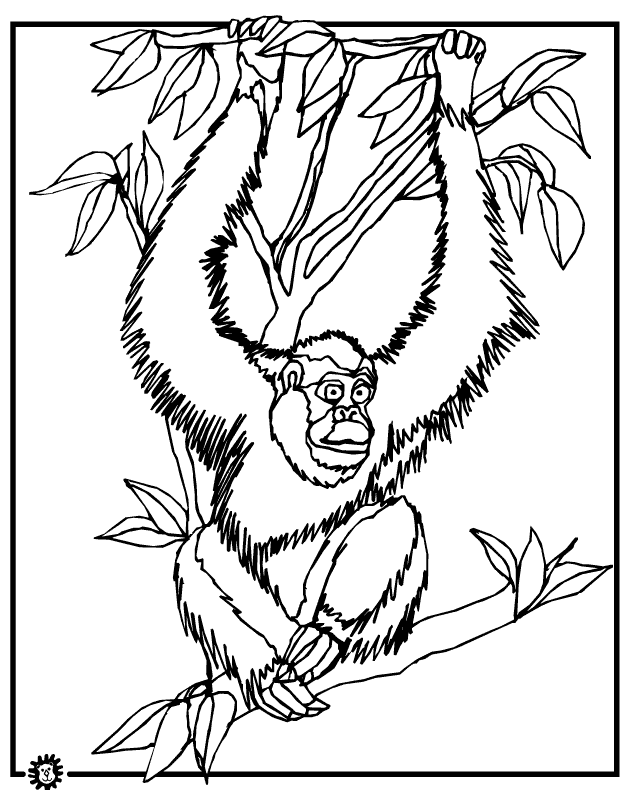 628x790 Orangutan Coloring Page