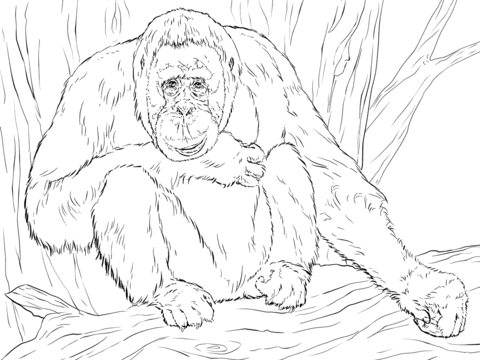 480x360 Realistic Bornean Orangutan Coloring Page Free Printable