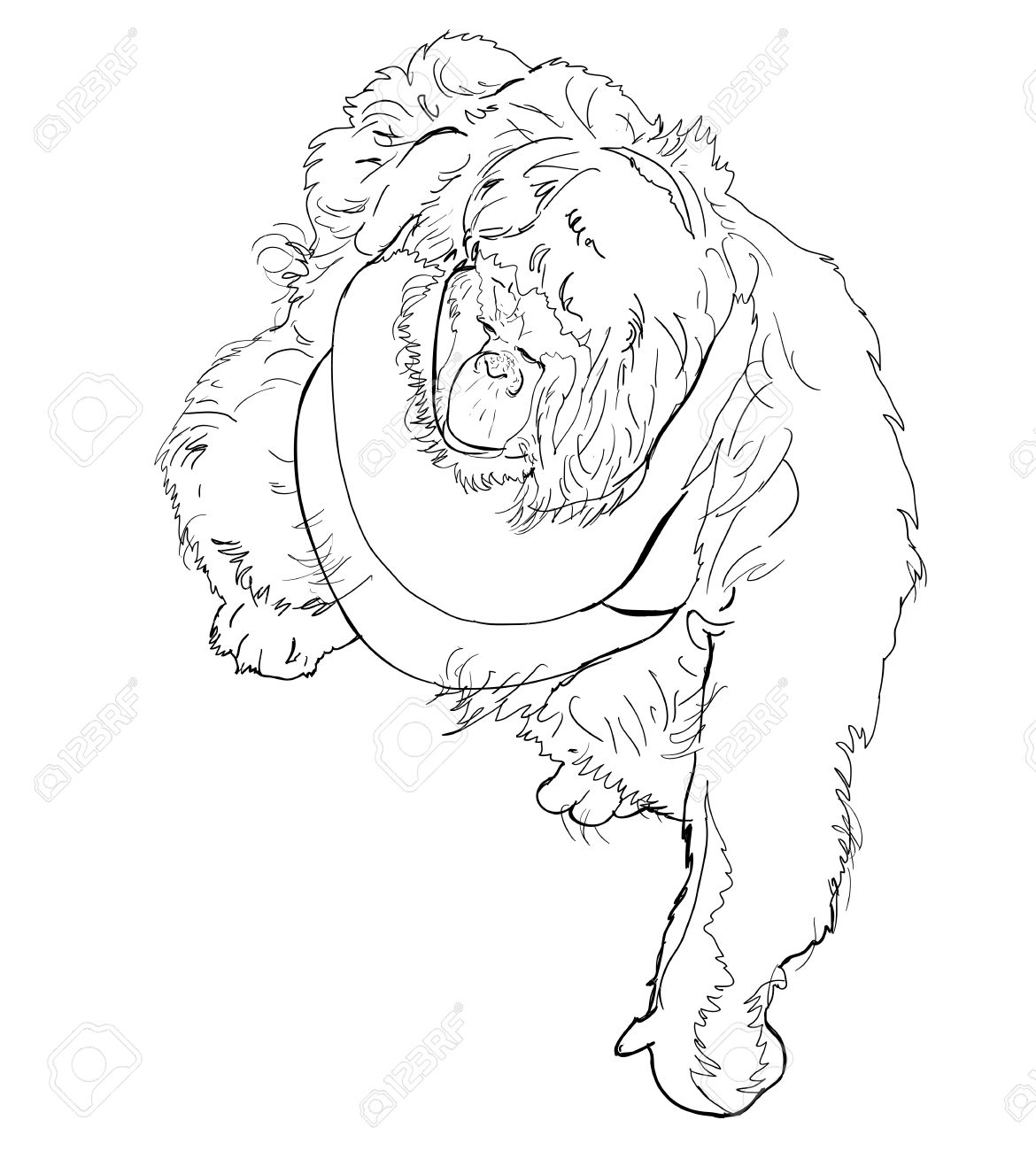 1170x1300 The Vector Drawing Style Of Orangutan Royalty Free Cliparts