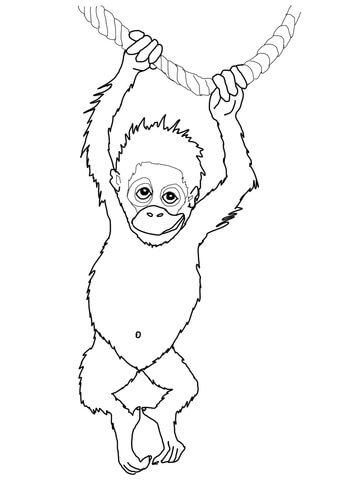 360x480 Baby Orangutan Coloring Page Free Printable Coloring Pages