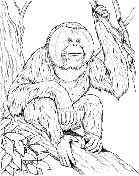 285x360 Orangutan
