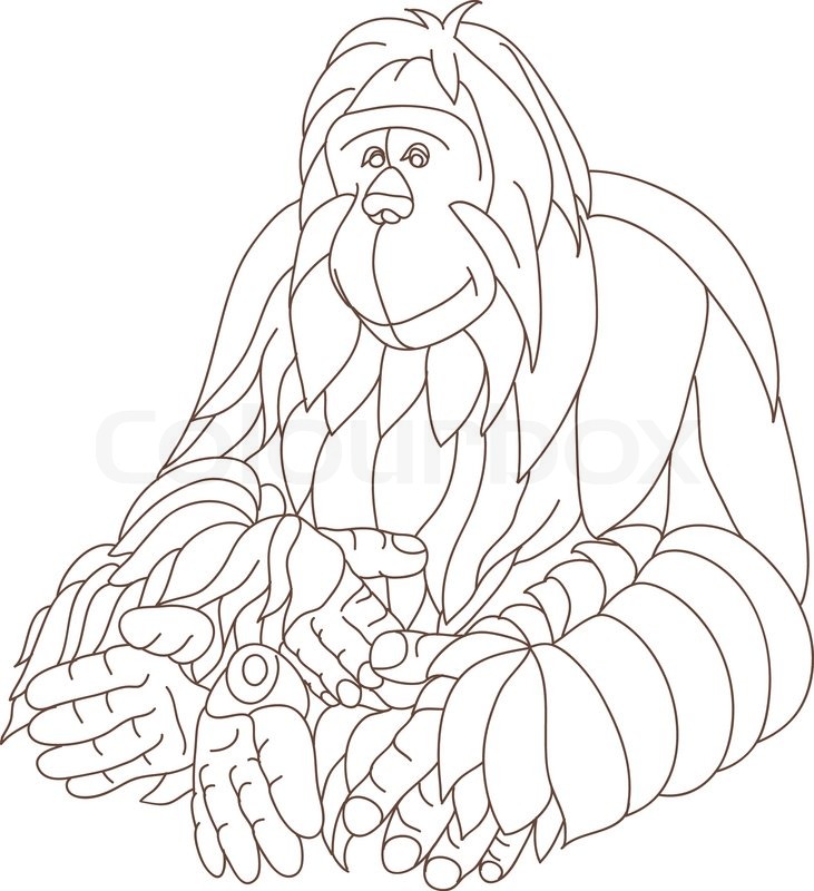 731x800 Contour Orangutan Isolated On Background Stock Vector Colourbox
