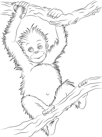 358x480 Cute Baby Orangutan Coloring Page Free Printable Coloring Pages