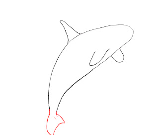 320x271 How To Draw A Killer Whale
